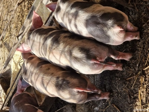 Purcei pietren - imagine 3