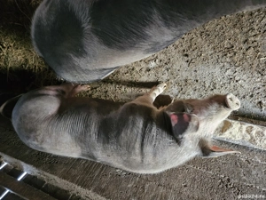 Vând porci pentru tăiat  - imagine 3