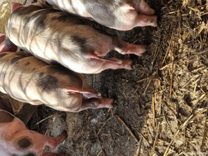 Purcei pietren - imagine 4