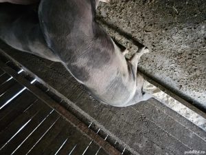 Vând porci pentru tăiat  - imagine 2