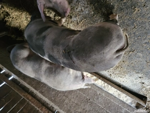 Vând porci pentru tăiat 