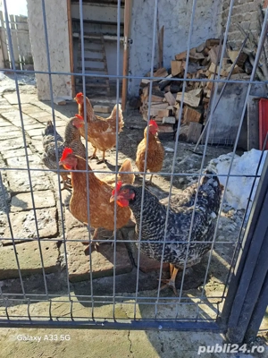 vand gaini tinere  din vara