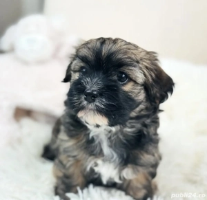 Mascul bichon Havanez mini - imagine 2