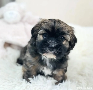 Mascul bichon Havanez mini