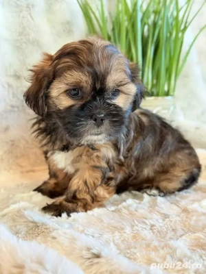 Mascul bichon Havanez  - imagine 2