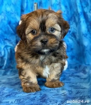 Mascul bichon Havanez 