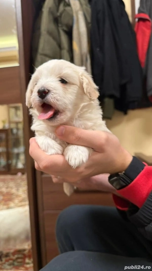 Mascul bichon Havanez  - imagine 2