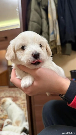 Mascul bichon Havanez 