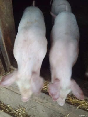 De vânzare purcei de 3 luni,( 2 femele landrace)!