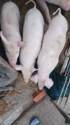 Vand doua scroafe mari si doi grasuni de 3 lunii ,rasa marele alb cu landras