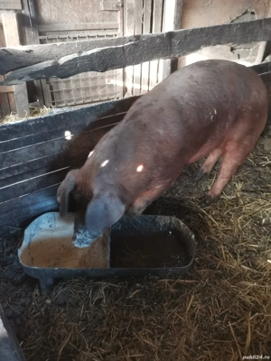 Vând vier duroc 130 kg  - imagine 3
