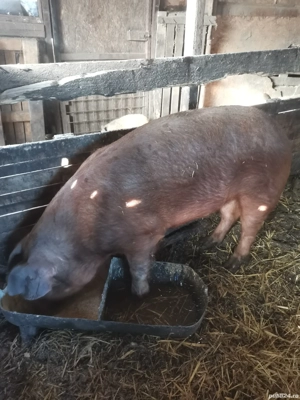 Vând vier duroc 130 kg 