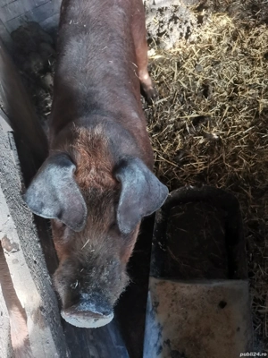 Vând vier duroc 130 kg  - imagine 5