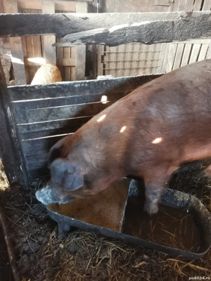 Vând vier duroc 130 kg  - imagine 2