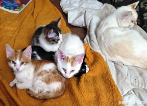 donez pui de siameza bicolore - imagine 2