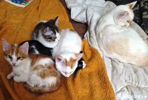 donez pui de siameza bicolore - imagine 3