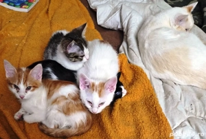 donez pui de siameza bicolore - imagine 4