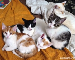 donez pui de siameza bicolore - imagine 5