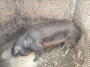 Vând porc  - imagine 2