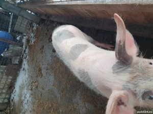 Grostei de vanzare! - imagine 2