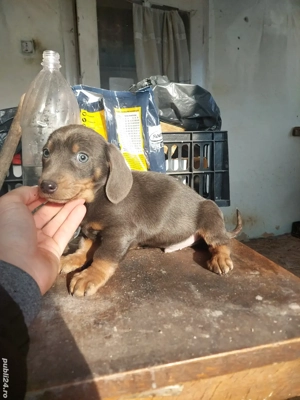 Vand teckel , tekel , techel 