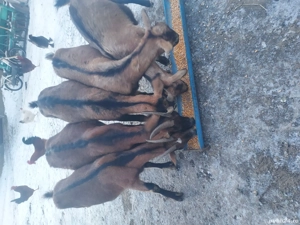 Capre de vânzare  - imagine 5