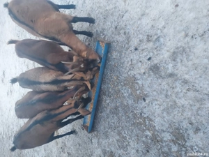 Capre de vânzare  - imagine 2