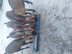 Capre de vânzare  - imagine 3