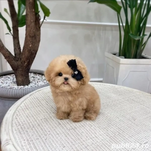 maltipoo mini toy,poodle pudel toy