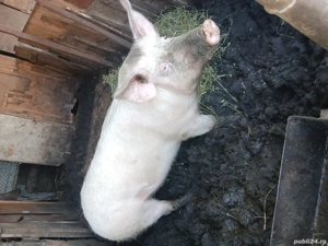 Purcea de vânzare Preț 1700 lei - imagine 3