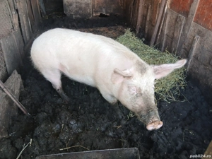 Purcea de vânzare Preț 1700 lei - imagine 2