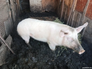 Purcea de vânzare Preț 1700 lei