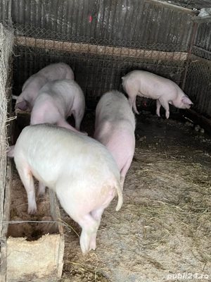 Scrofițe de 60-70 kg rasa landras-pic - imagine 3