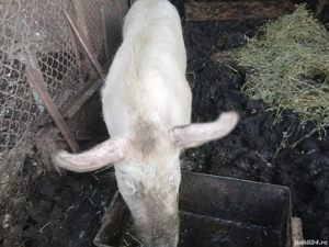 Purcea de vânzare Preț 1700 lei - imagine 7