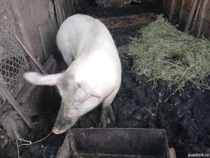 Purcea de vânzare Preț 1700 lei - imagine 6