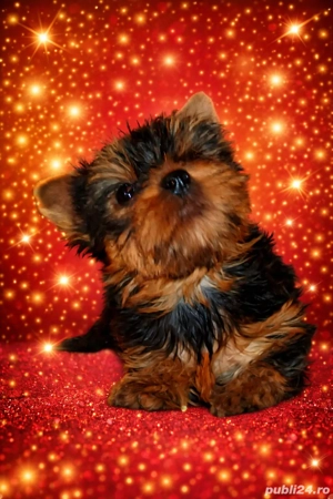 Yorkshire terrier talie mica  3 luni 
