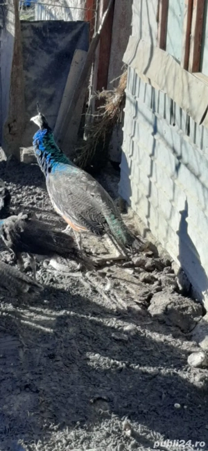 Pauni de vanzare - imagine 2