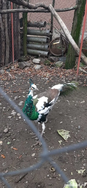 Pauni de vanzare - imagine 4