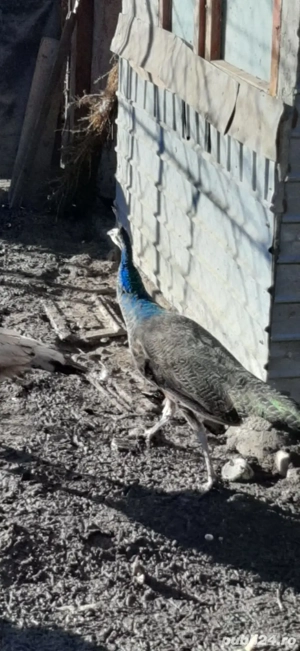 Pauni de vanzare - imagine 3