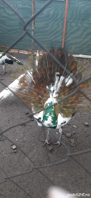 Pauni de vanzare - imagine 5
