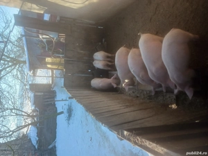 purcei de vânzare  - imagine 2