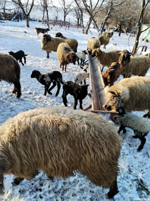 Oii disponibile în Cornu Dolj  - imagine 4