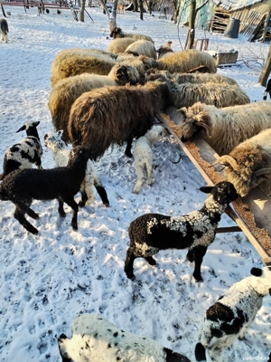 Oii disponibile în Cornu Dolj 