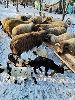 Oii disponibile în Cornu Dolj  - imagine 3