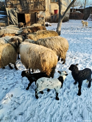 Oii disponibile în Cornu Dolj  - imagine 2