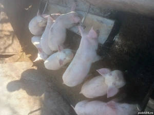 purcei de vânzare  - imagine 3