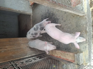 porci mari si mici de vanzare - imagine 2