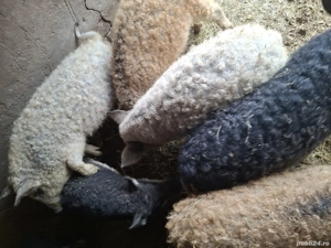 Vând purcei mangalita  - imagine 2