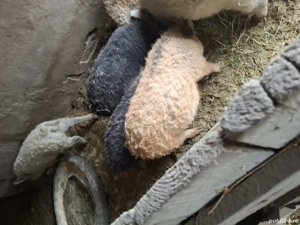 Vând purcei mangalita 