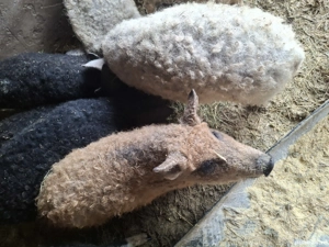 Vând purcei mangalita  - imagine 4